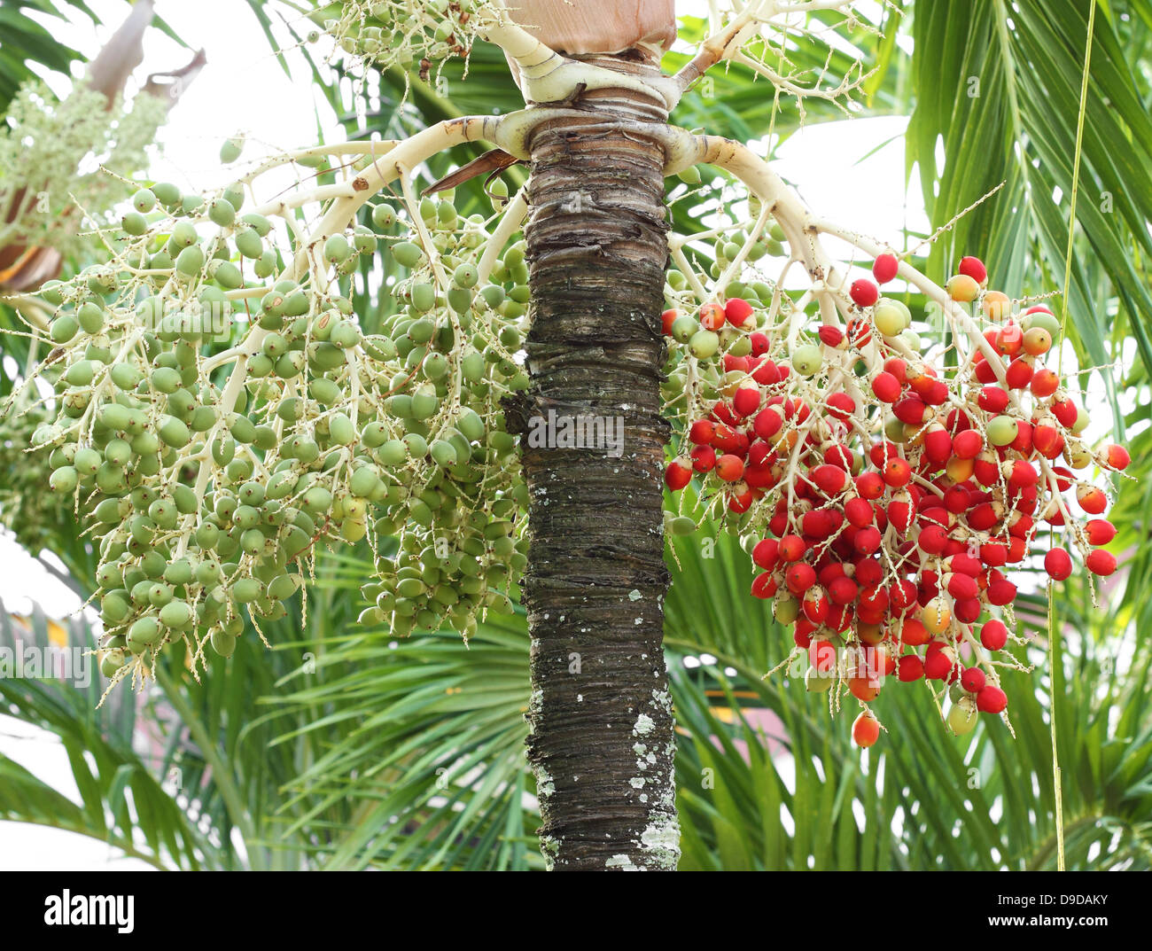 green and red betel nut on tree Stock Photo