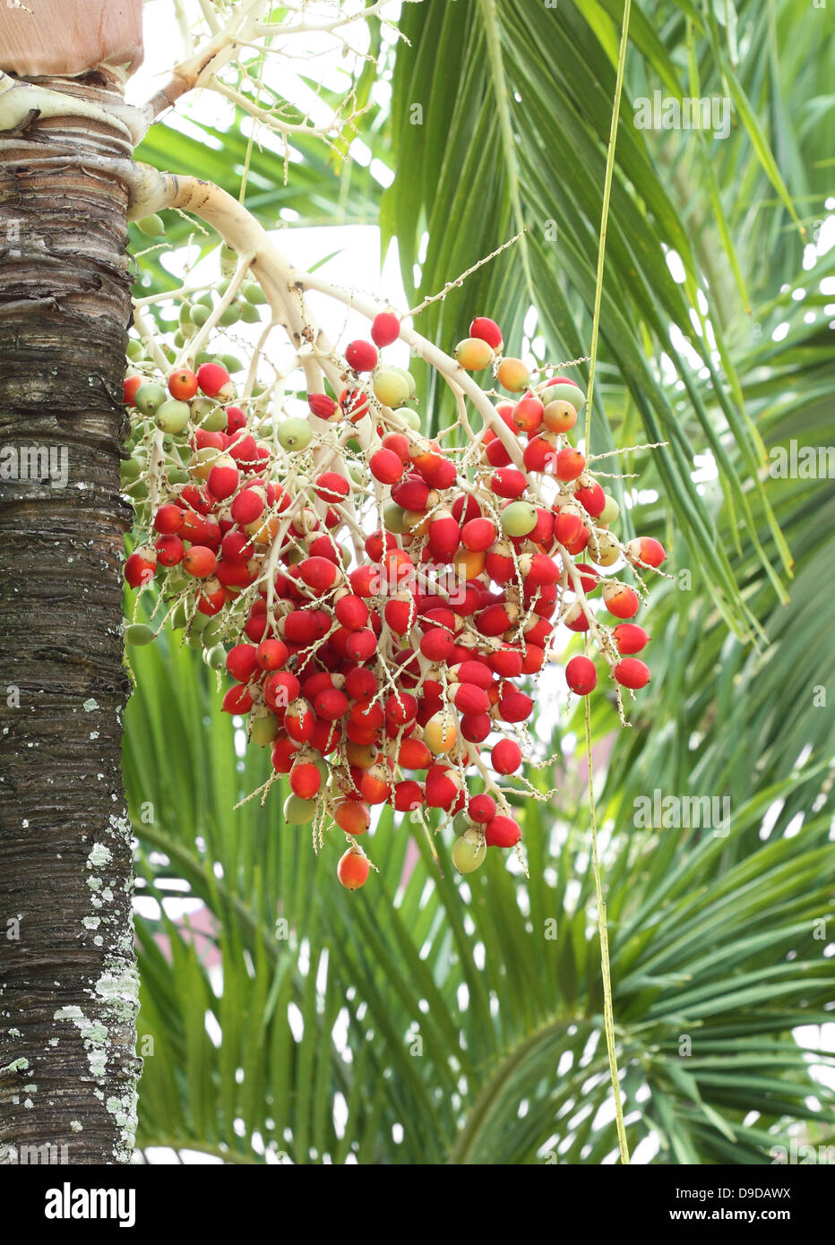 red betel nut on tree Stock Photo