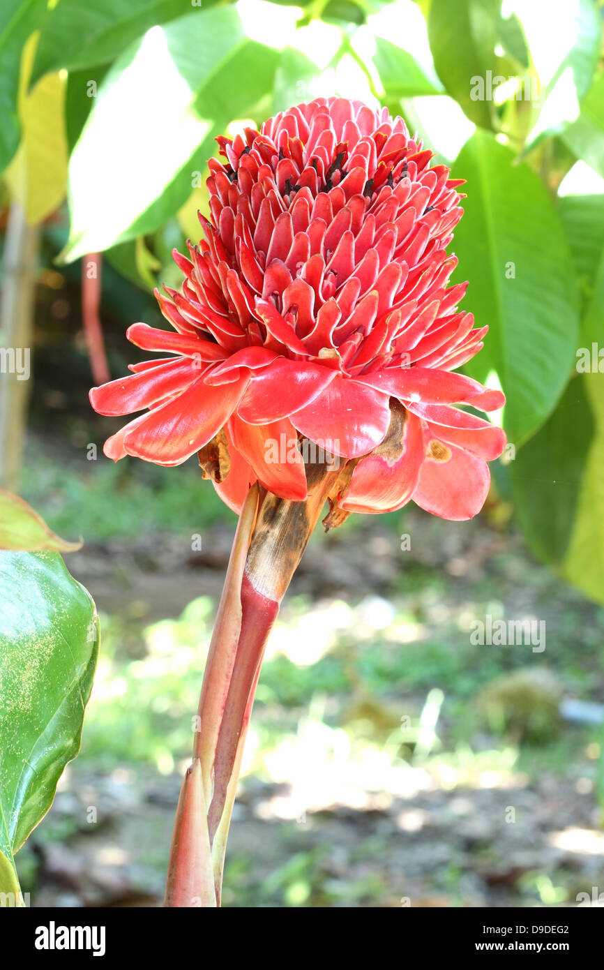 torch ginger flower against lush tropical growth Stock Photo