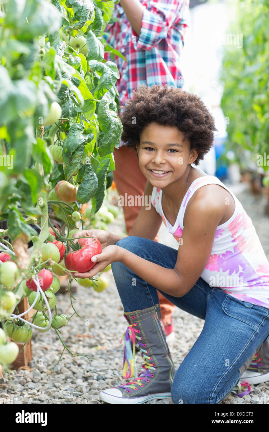 Children picking fresh tomatoes Stock Photo