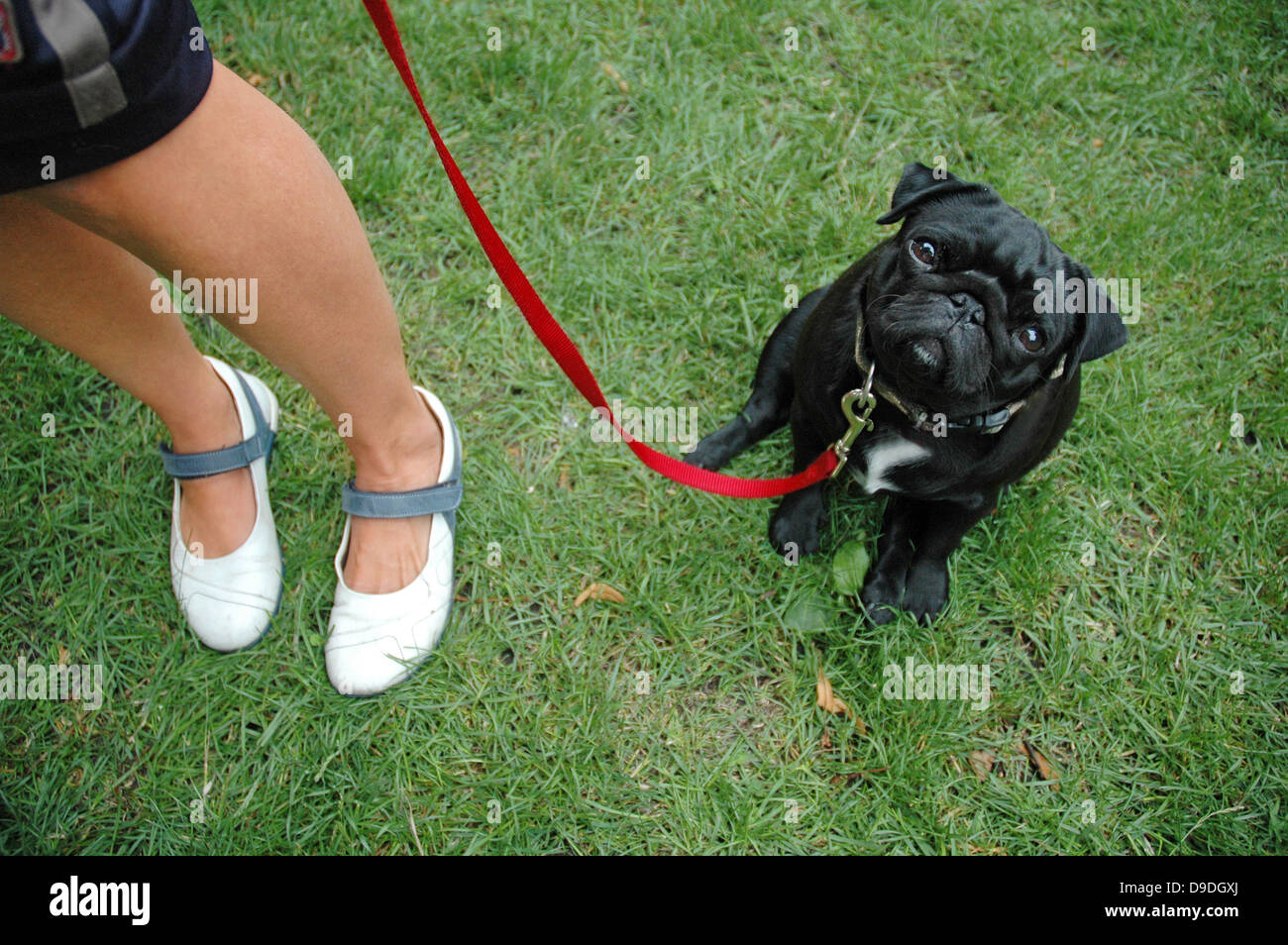black pug on the leash Stock Photo Alamy