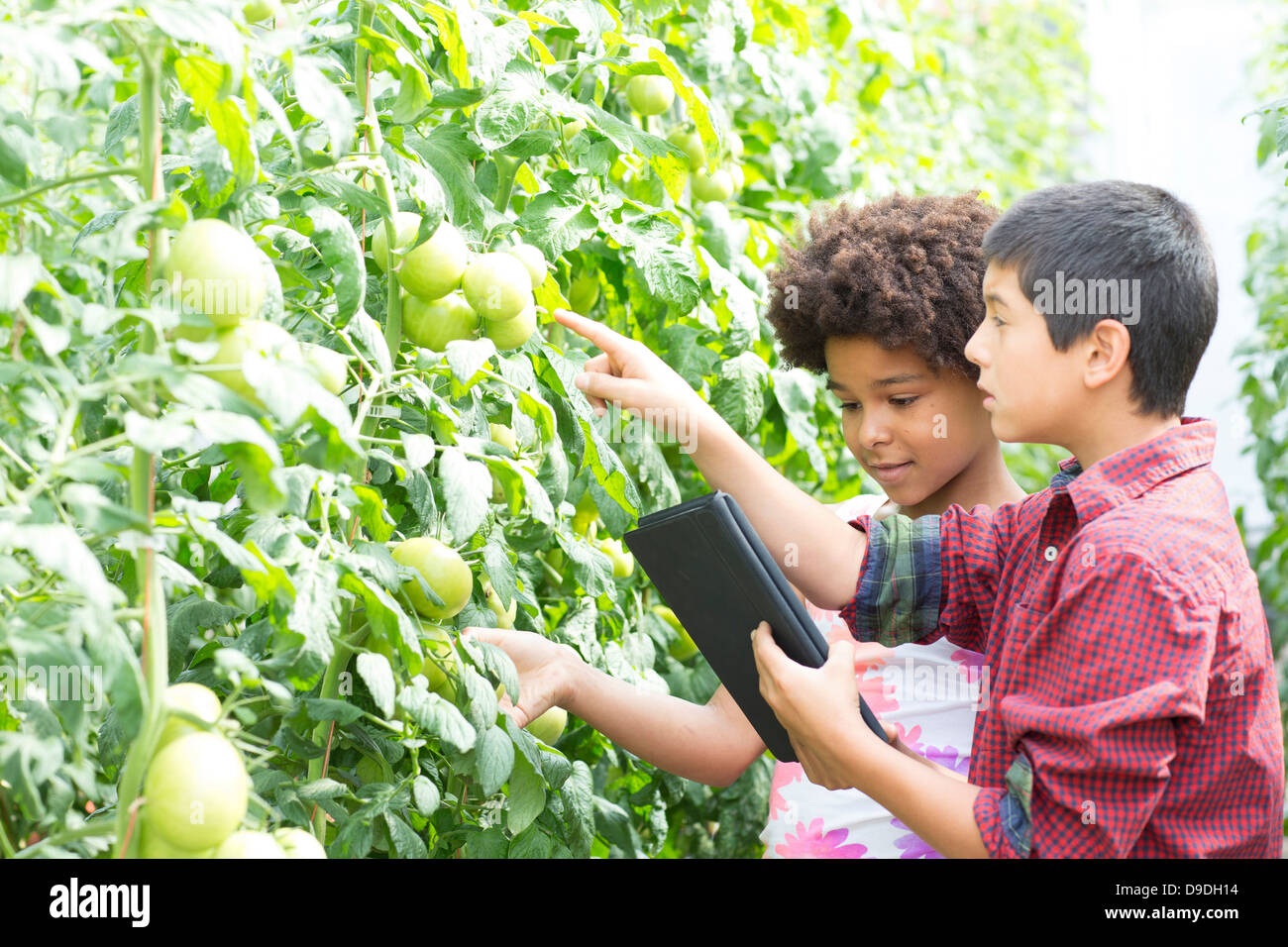 Boy and girl using digital tablet inspecting tomato plants Stock Photo