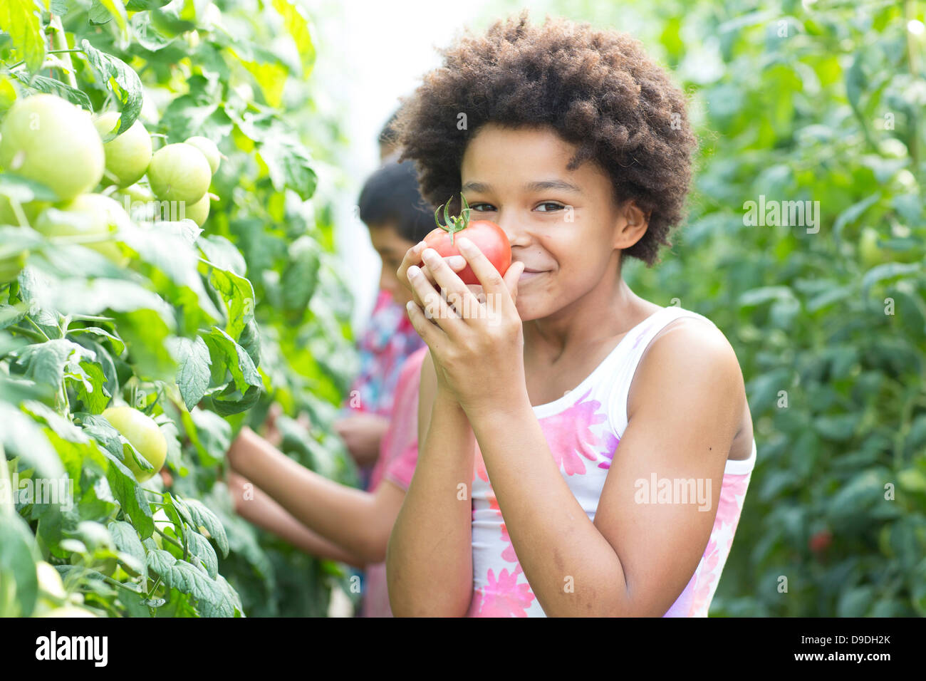 Girl picking fresh tomatoes Stock Photo - Alamy