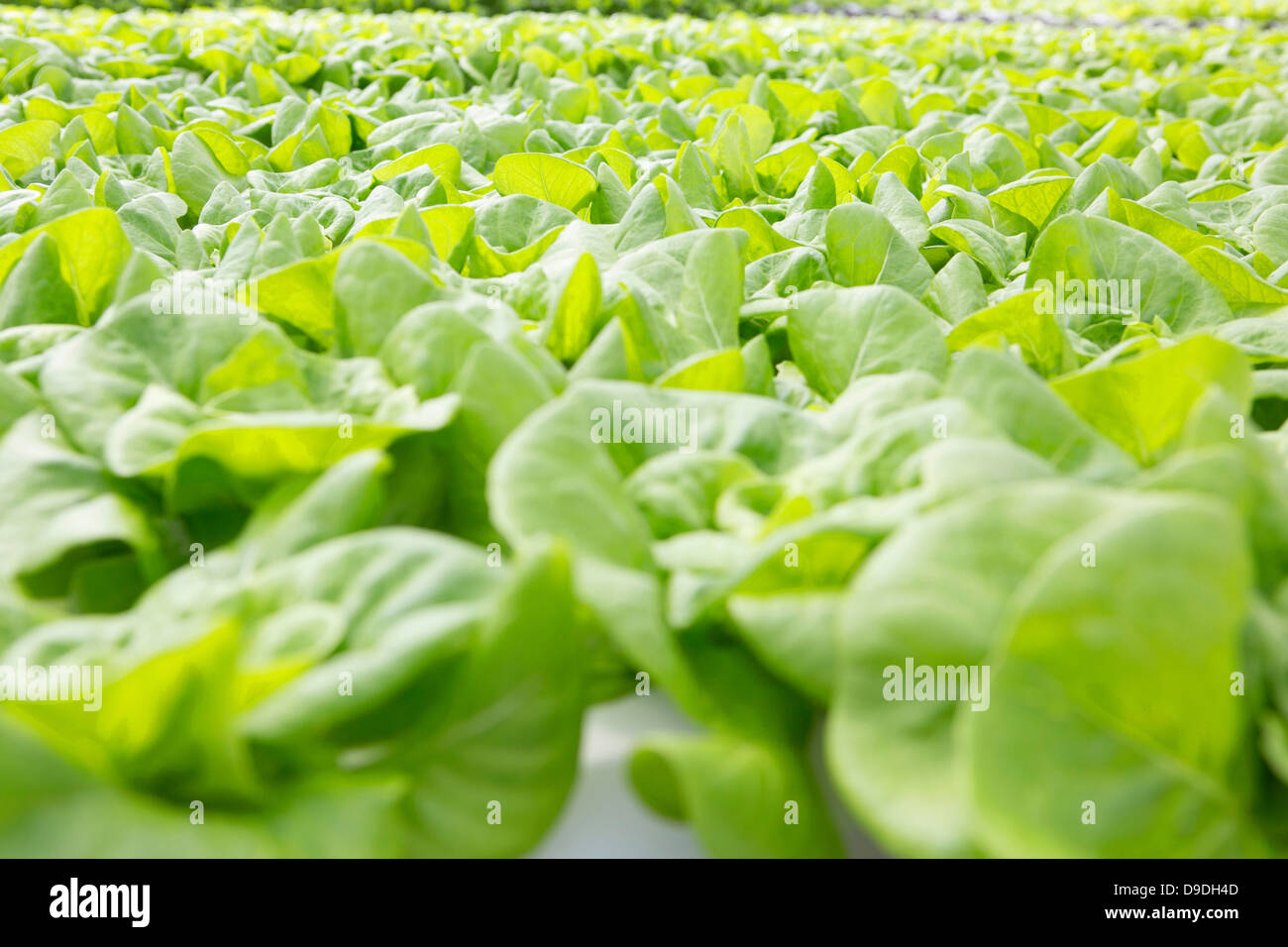 Lettuce leaves growing in nursery Stock Photo Alamy