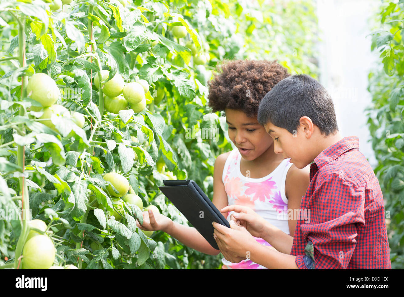Boy and girl using digital tablet inspecting tomato plants Stock Photo