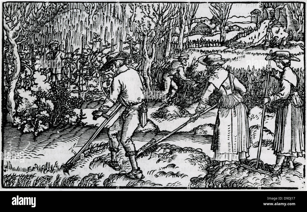 Haymaking. Woodcut from 1582 edition of Pliny's ''Natural History''. Stock Photo