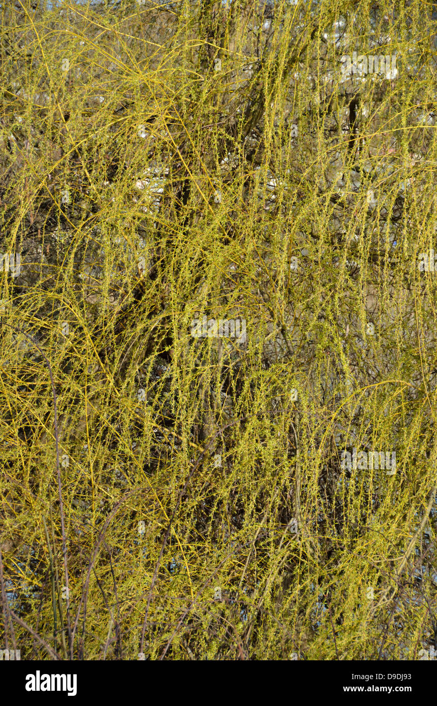 Close-up of a weeping willow Stock Photo