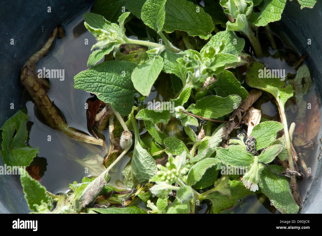 Comfrey leaves in a bucket of water ready to be made into a liquid
