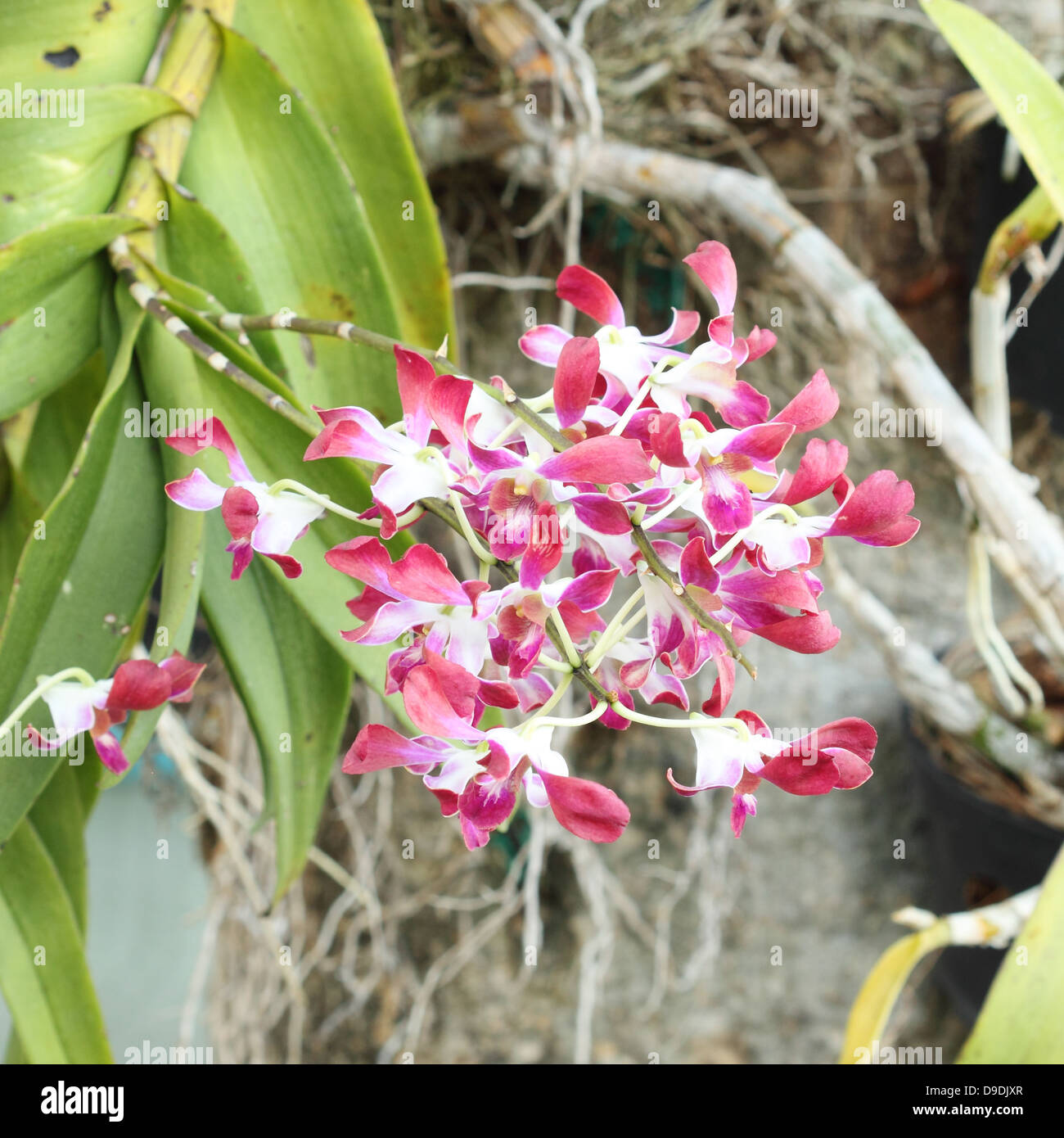 Pink orchid flower hi-res stock photography and images - Alamy