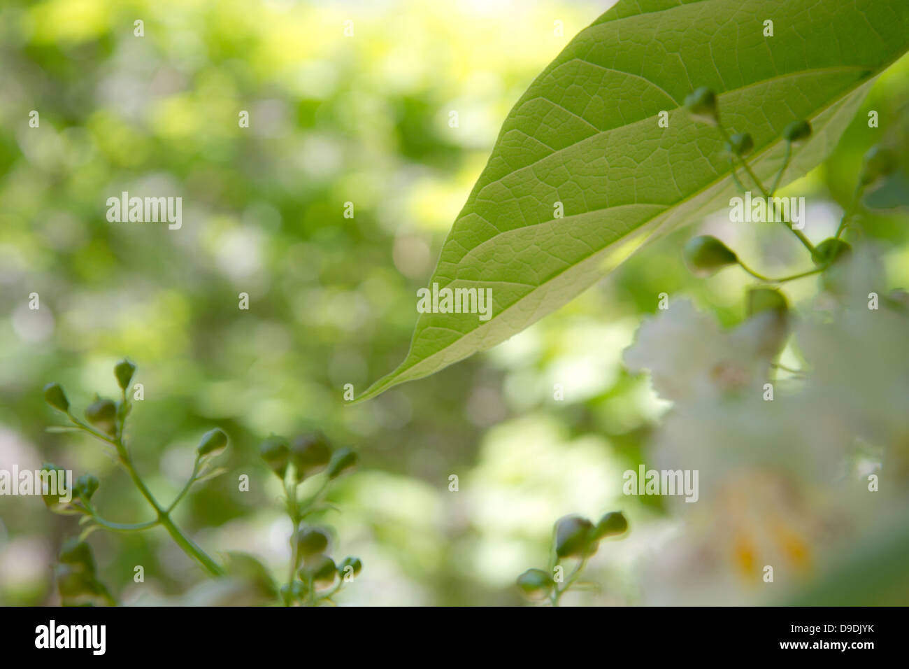 Nature backgroun with bokeh natural Stock Photo - Alamy
