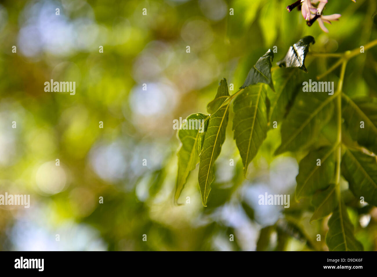 Nature backgroun with bokeh natural Stock Photo - Alamy