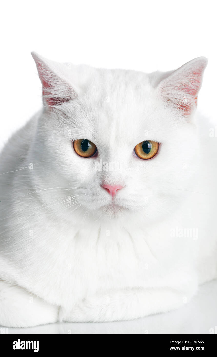 White Cat with yellow eyes on white background Stock Photo
