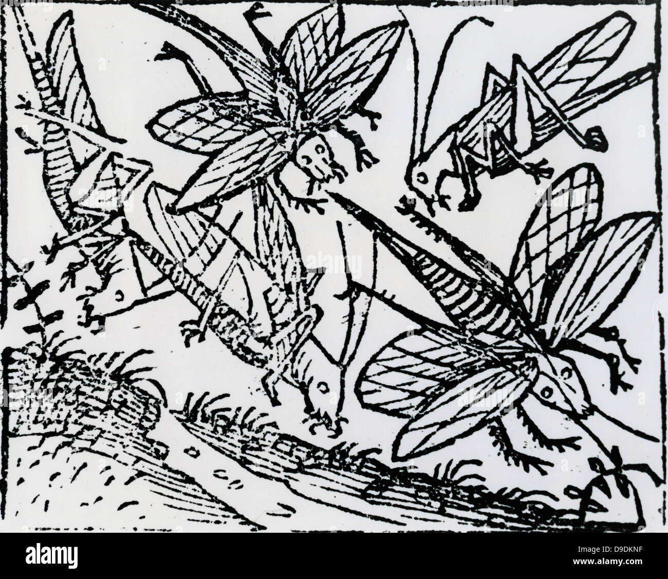 Plague of locusts which devastated areas of North Africa in 1348