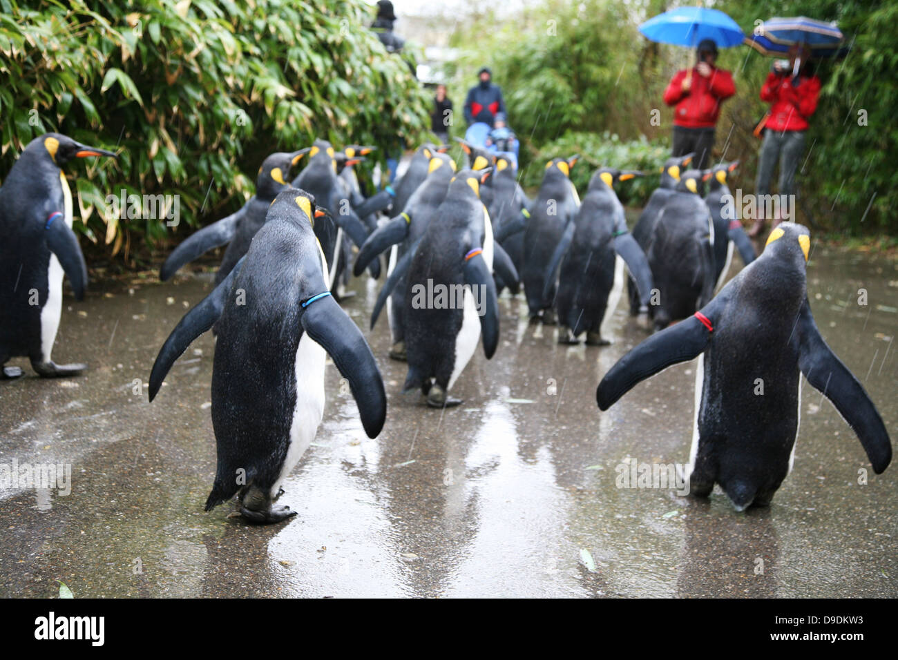 Penguins in the Zoo Stock Photo