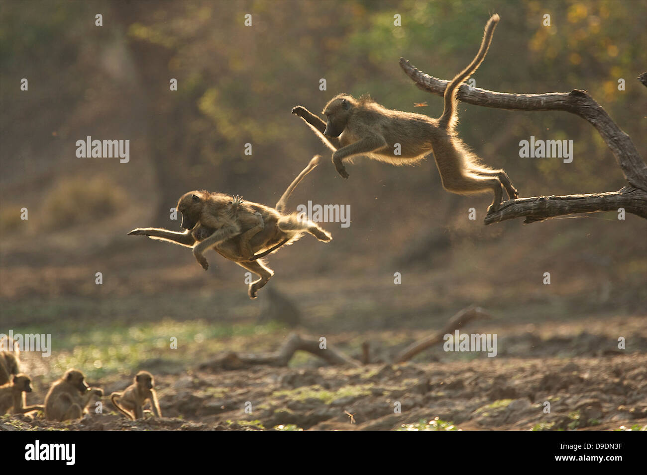Baboons leaping from branch, Mana Pools National Park, Zimbabwe, Africa Stock Photo