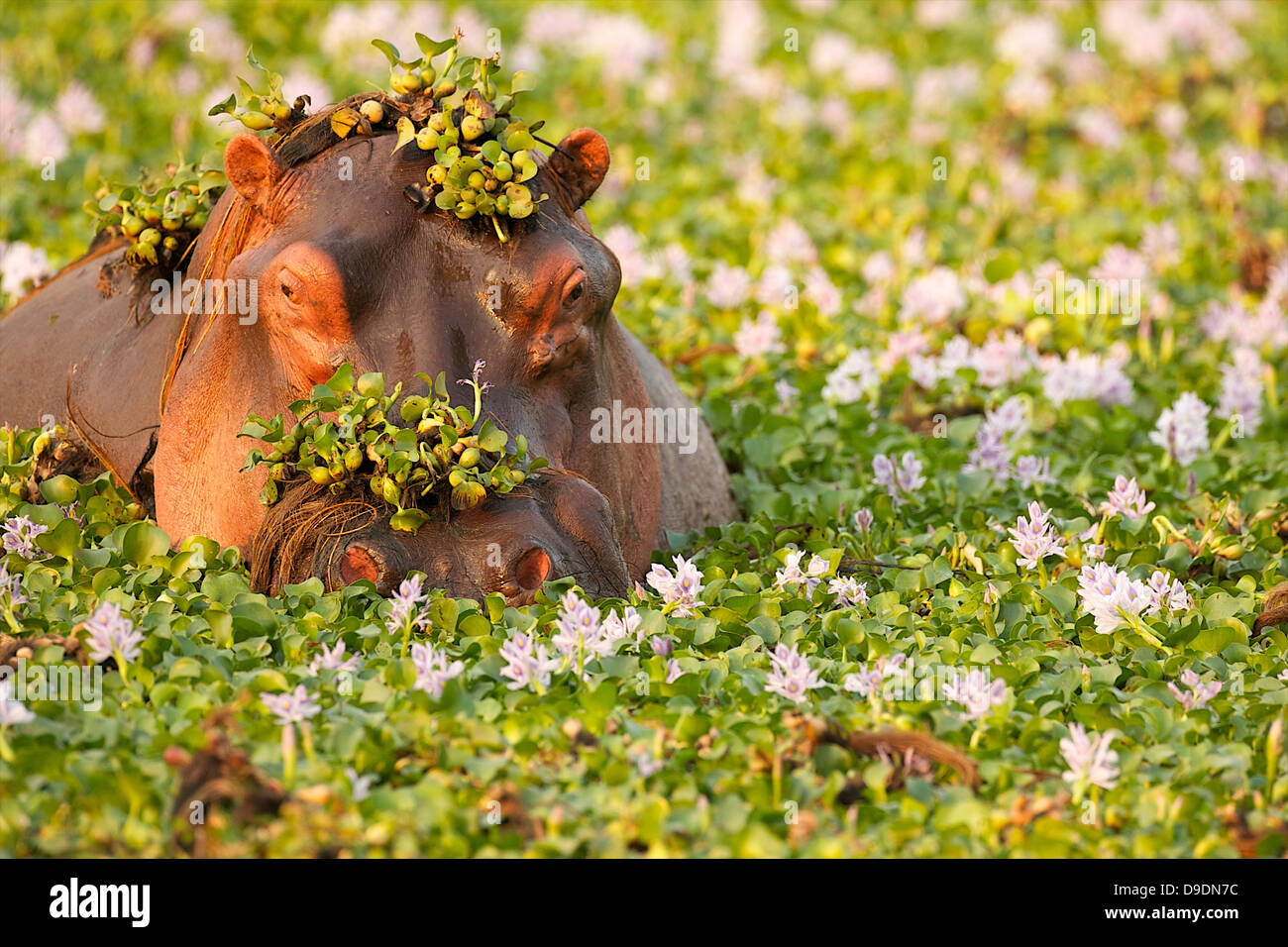 Hippo covered in plants in waterhole, Mana Pools National Park Zimbabwe, Africa Stock Photo