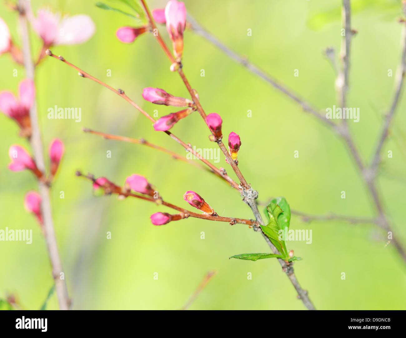 Shiny buds hi-res stock photography and images - Alamy