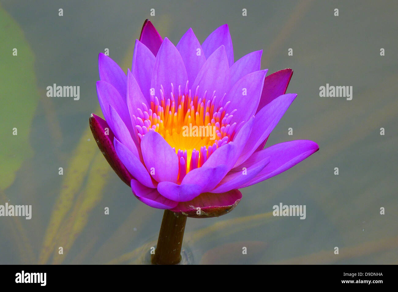 water lily aquatic plant nature flower violet Stock Photo