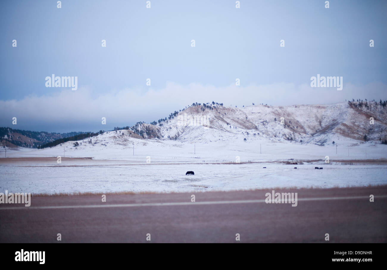 Cattle in snow covered field, South Dakota, USA Stock Photo