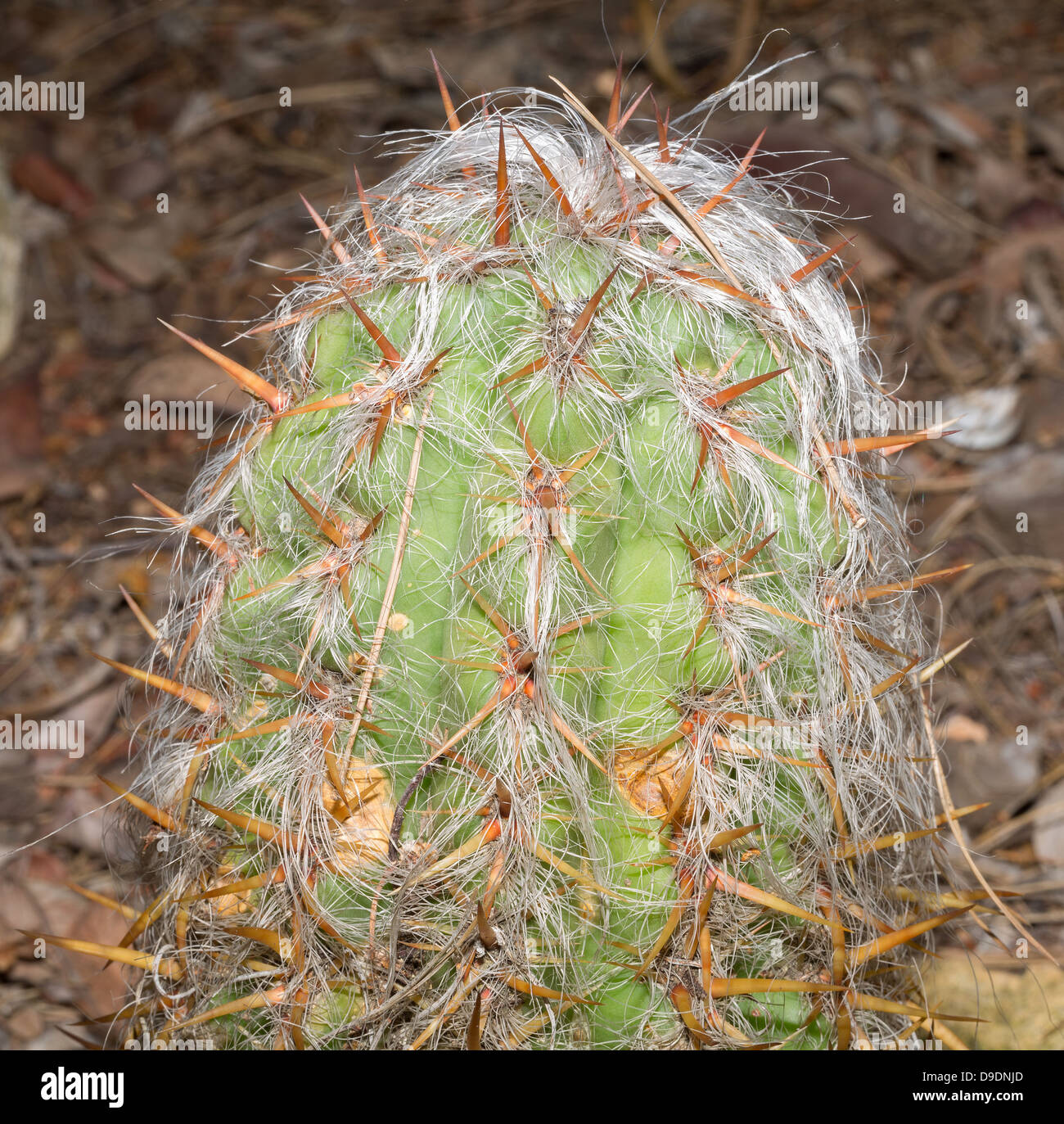 Side view of Old Man Cactus (Cephalocereus Senilis). Stock Photo