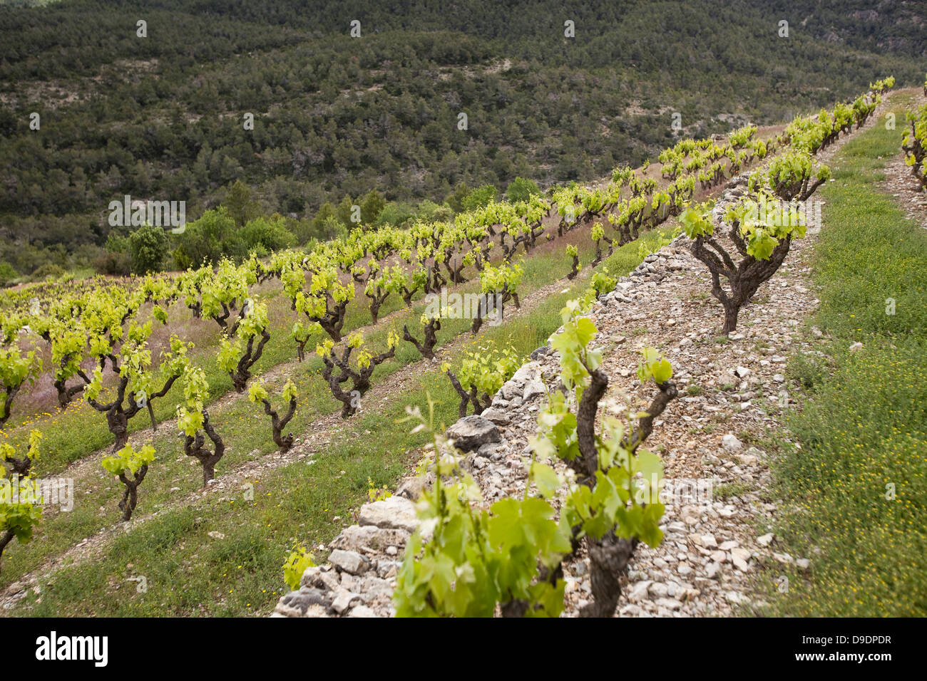 Vineyard priorat wine agriculture hires stock photography and images