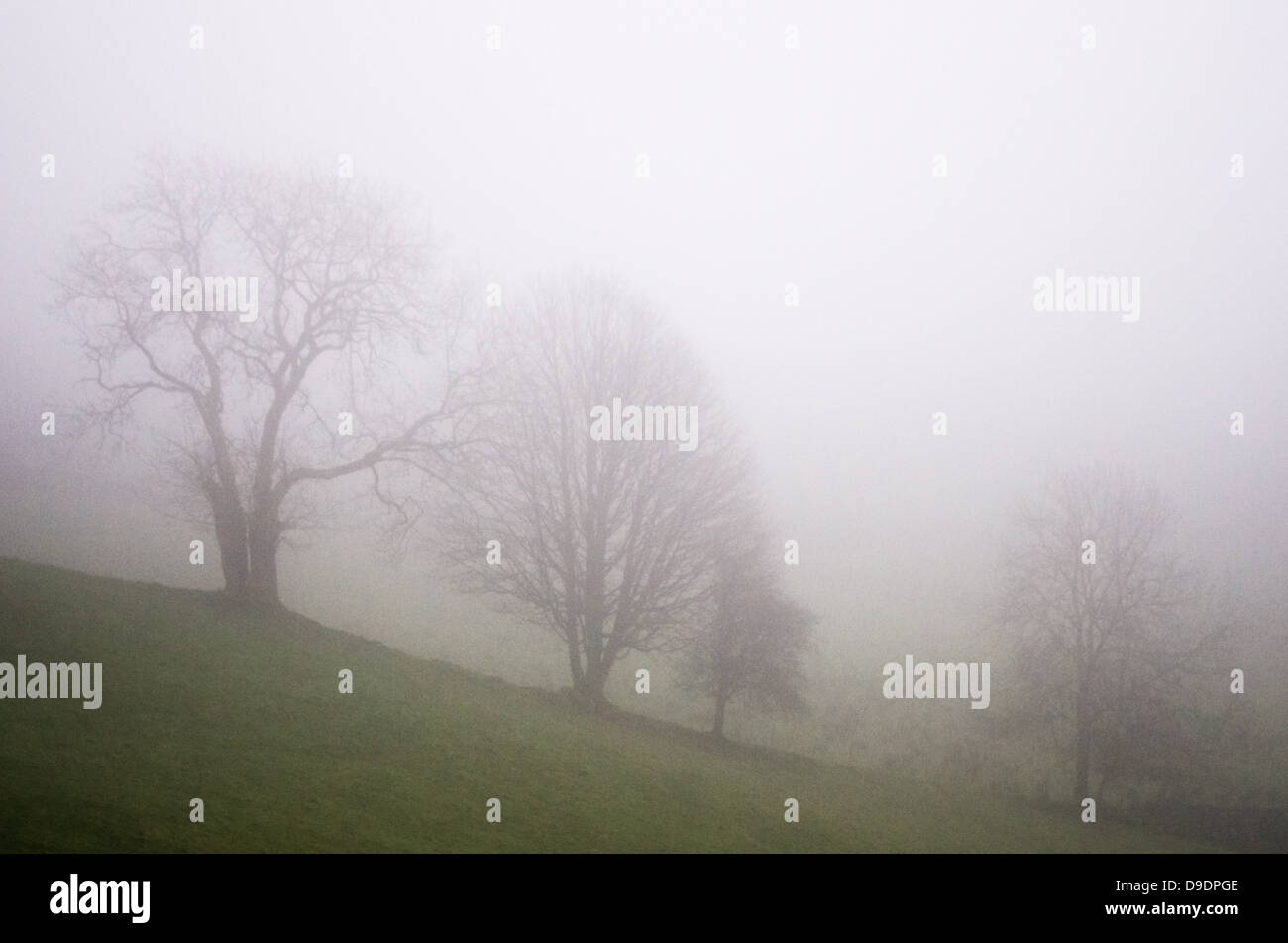 Tree silhouettes on a hill-side all half-visible because of the mist fog. Stock Photo
