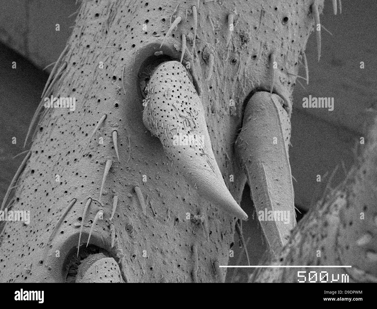 Spines on house cricket (acheta domestica) leg SEM Stock Photo