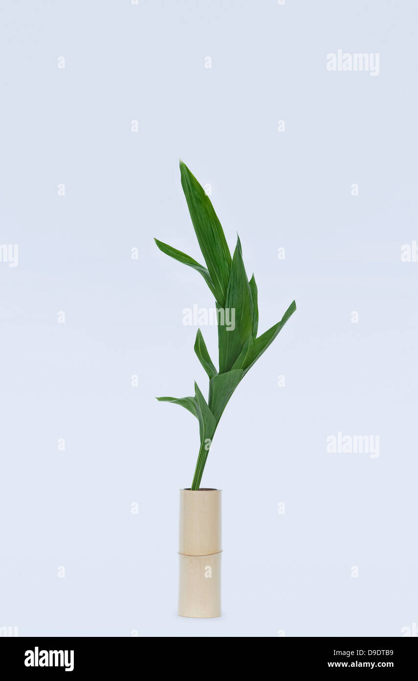 Curved green flower stem and leafs in vase Stock Photo