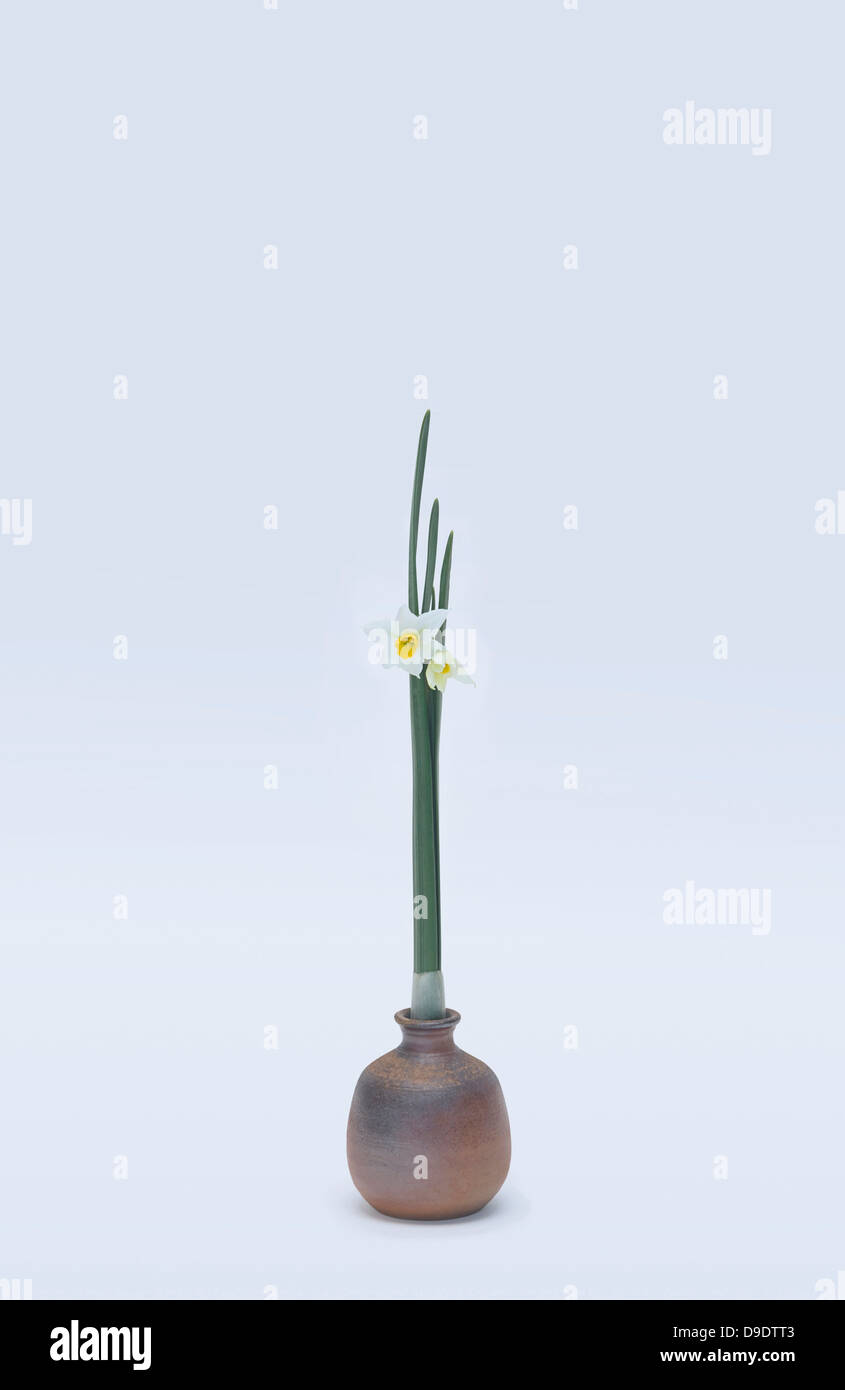 Stylised daffodils in vase Stock Photo