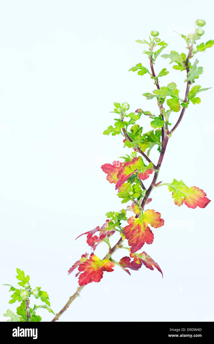 Chrysanthemum stem with leafs and buds Stock Photo