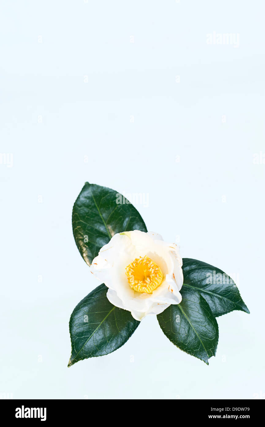 White rose and rose leafs Stock Photo