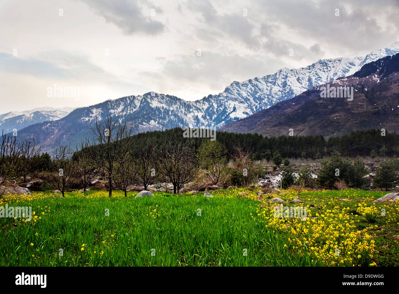 Field with mountain range in the background, Manali, Himachal Pradesh,  India Stock Photo - Alamy