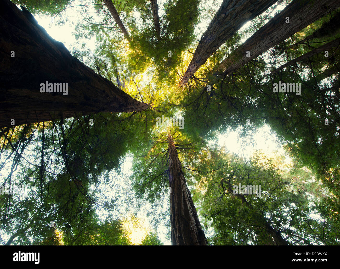 Giant Sequoia, California, USA Stock Photo