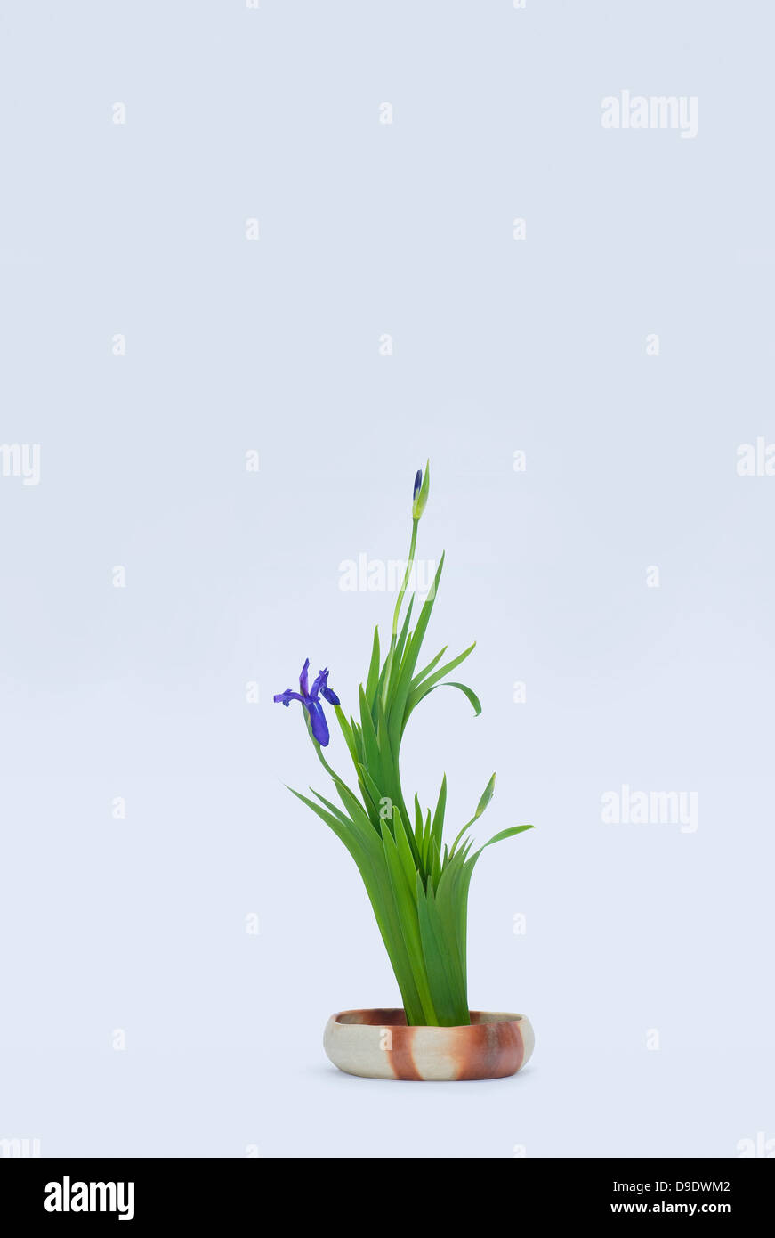 Stylised iris bloom and leafs in bowl Stock Photo