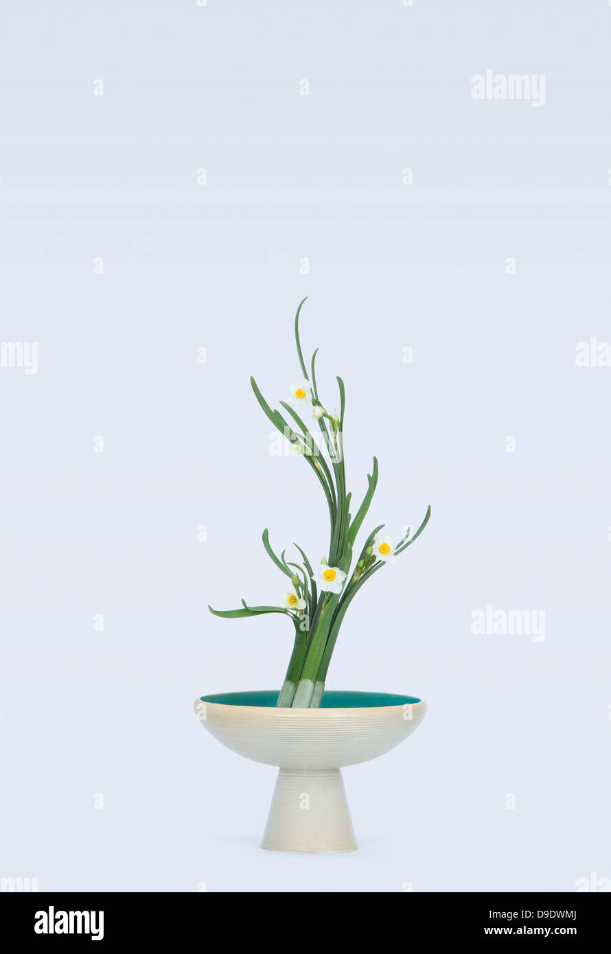Stylised daffodil blooms and leafs in bowl Stock Photo