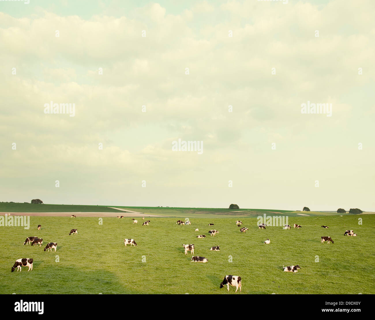 Cows in field in Wiltshire, England Stock Photo