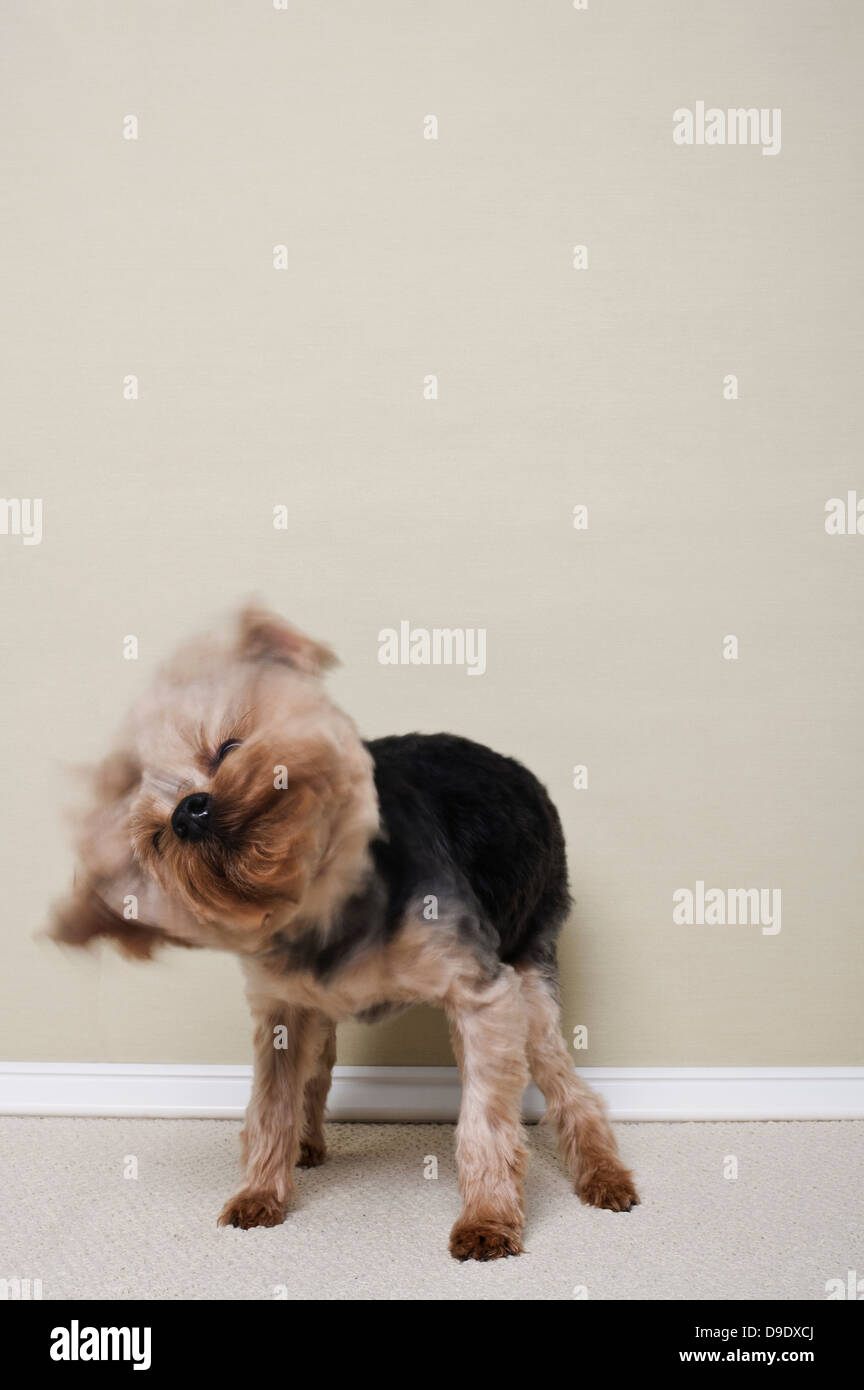 Why Does My Yorkie Keep Shaking Her Head