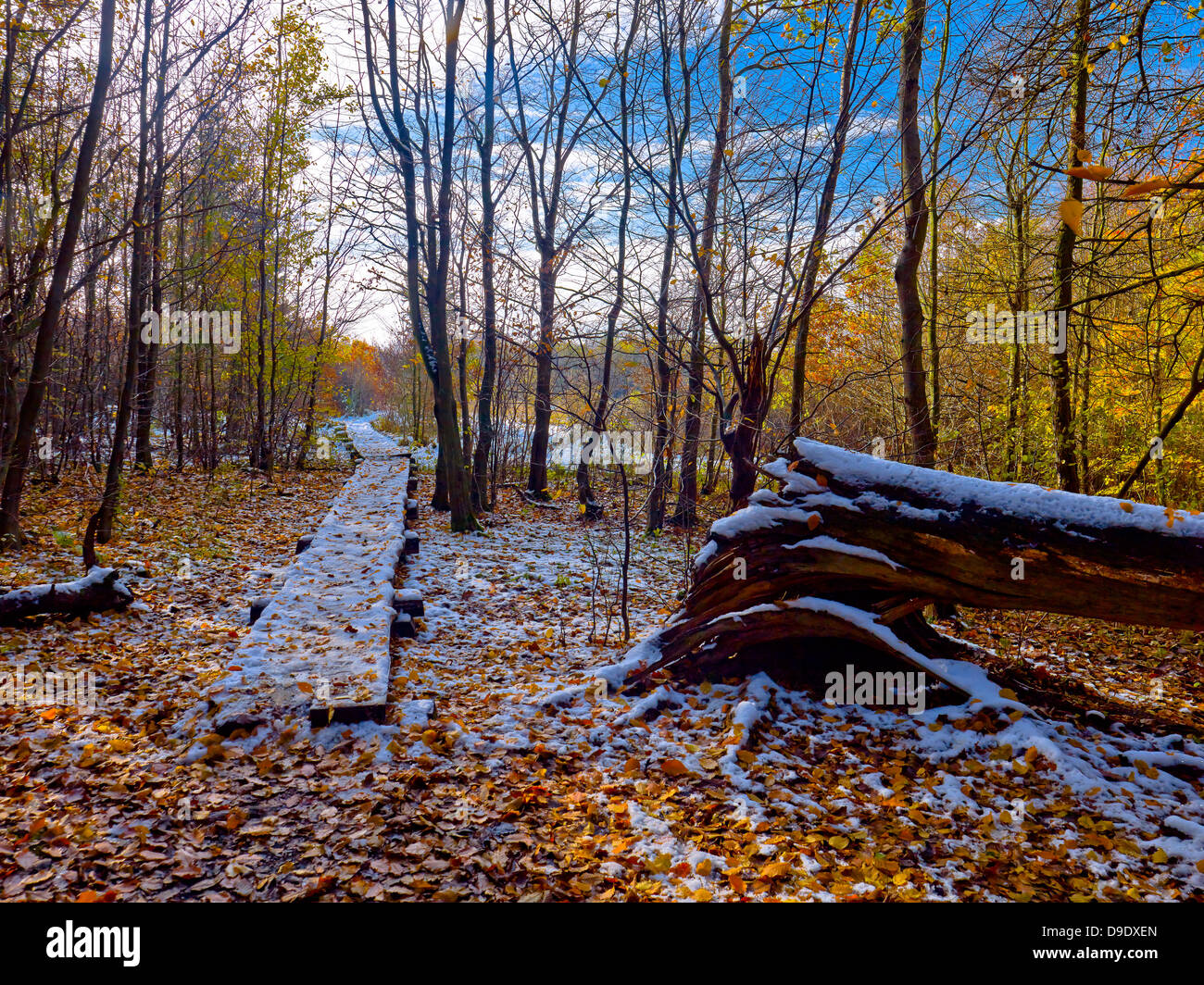 Exit from the Gotterschen undergrowth in Hainich National Park, Thuringia, Germany Stock Photo