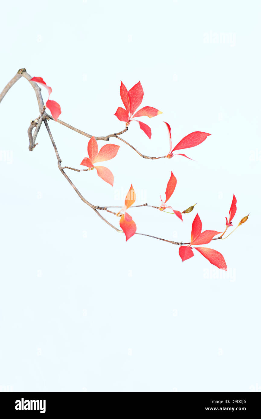 Sparse branch with pink and red leafs Stock Photo
