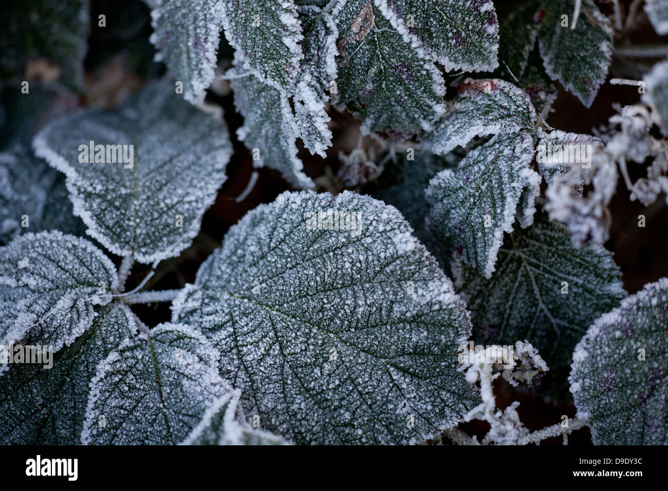 hedgerow leaves are frozen in an early morning frost Stock Photo