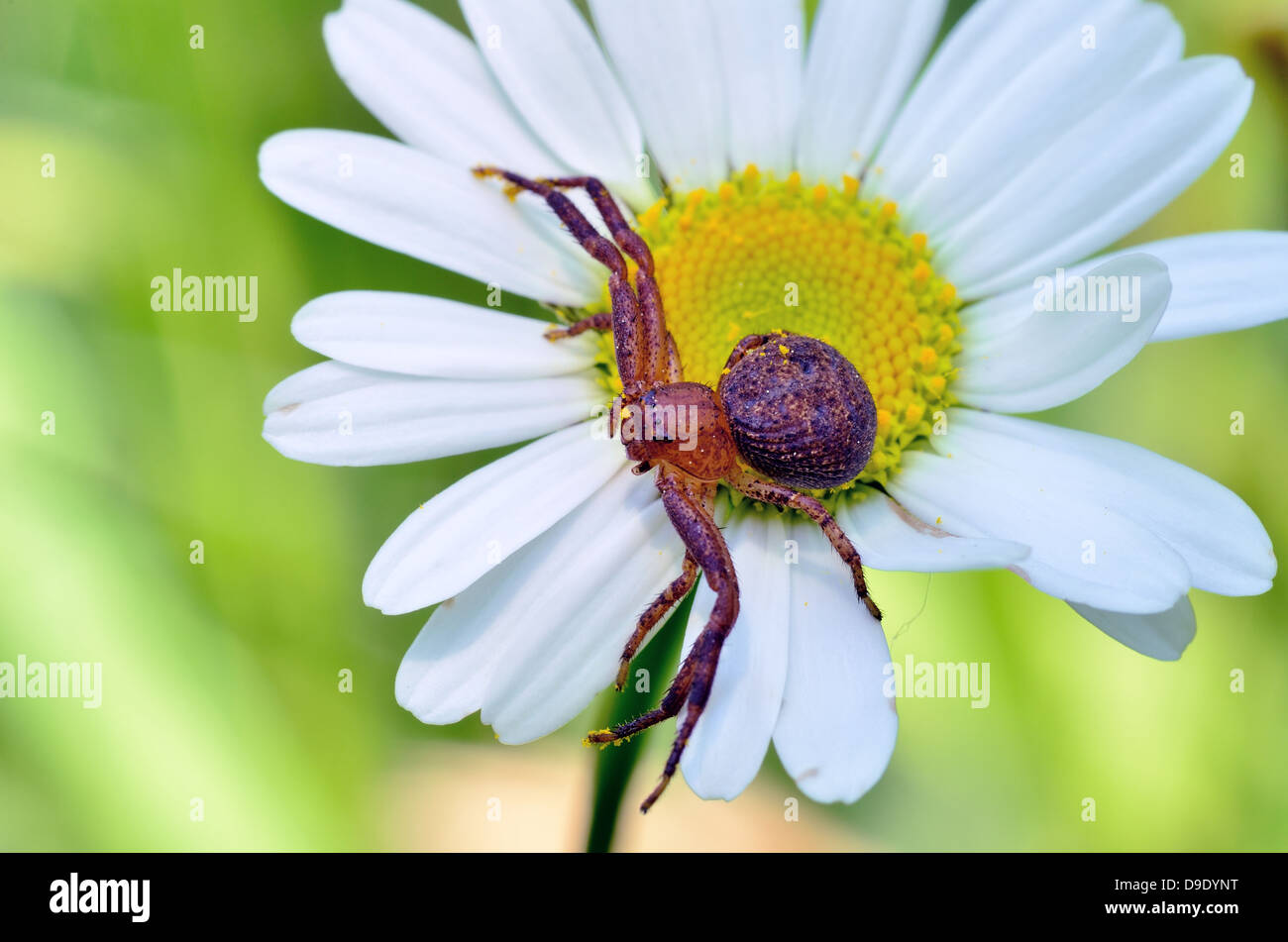 A macro closeup of a Crab Spider perched on a flower. Stock Photo