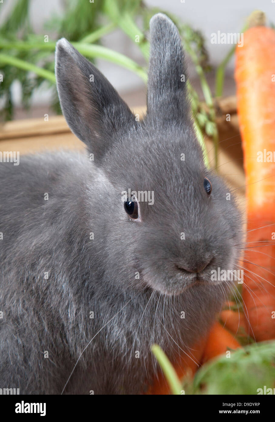 Cute gray bunny with carrots looking at camera Stock Photo