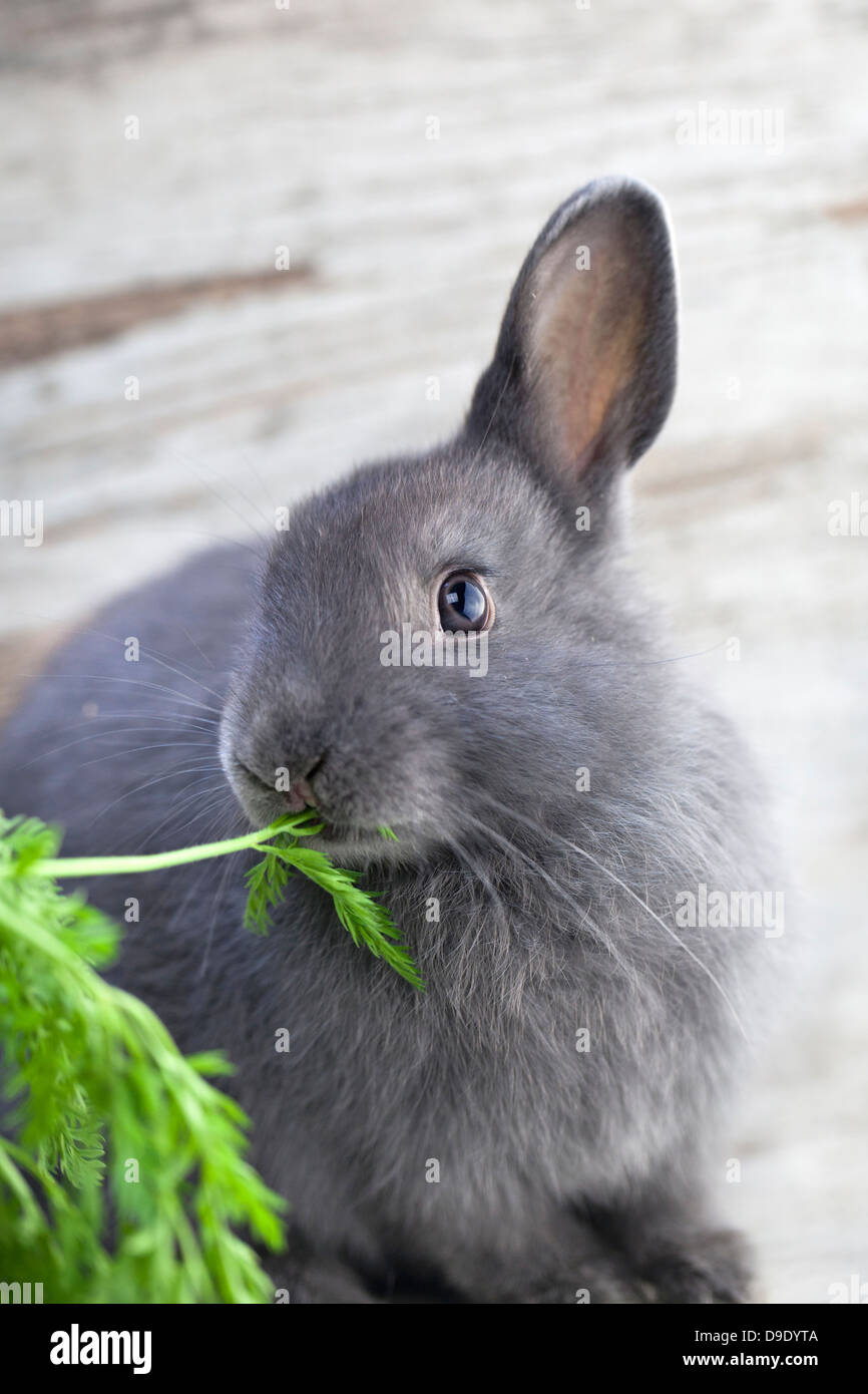 Cute grey bunny eating carrots leaves Stock Photo
