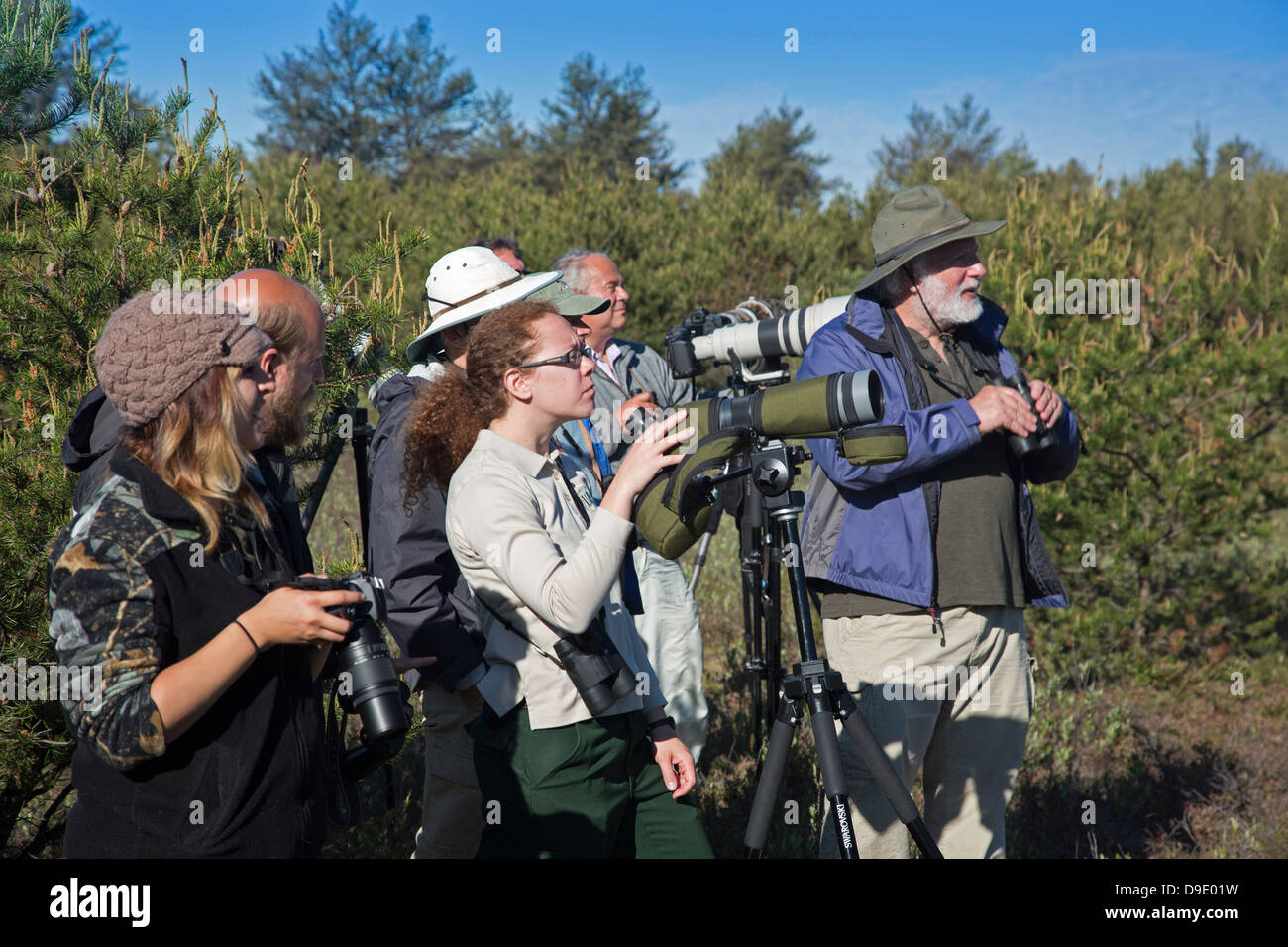 Bird watchers look for the rare Kirtland's warbler in the jack pine forest of northern Michigan. Stock Photo