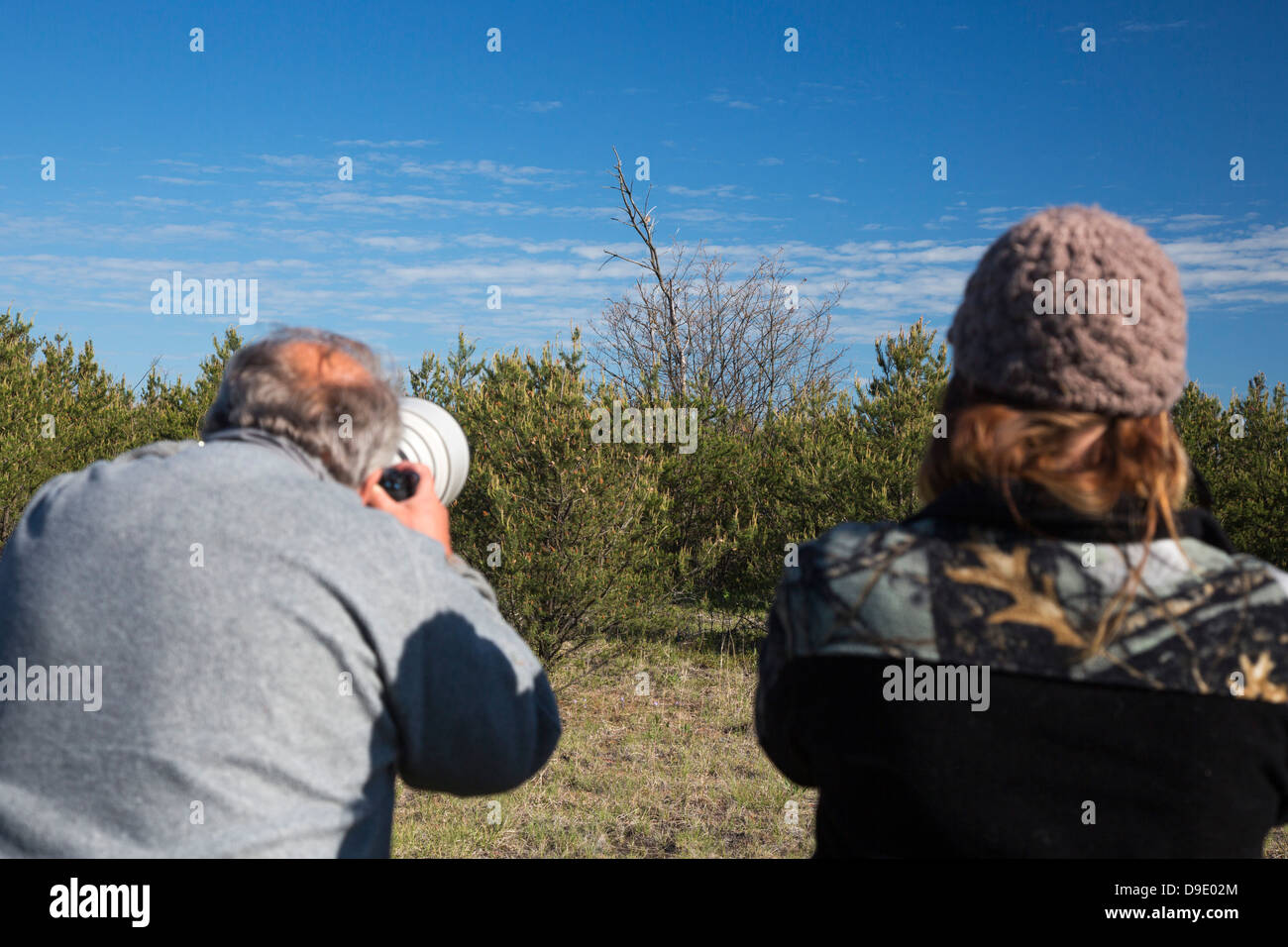 Bird watchers photograph the rare Kirtland's warbler in the jack pine forest of northern Michigan. Stock Photo