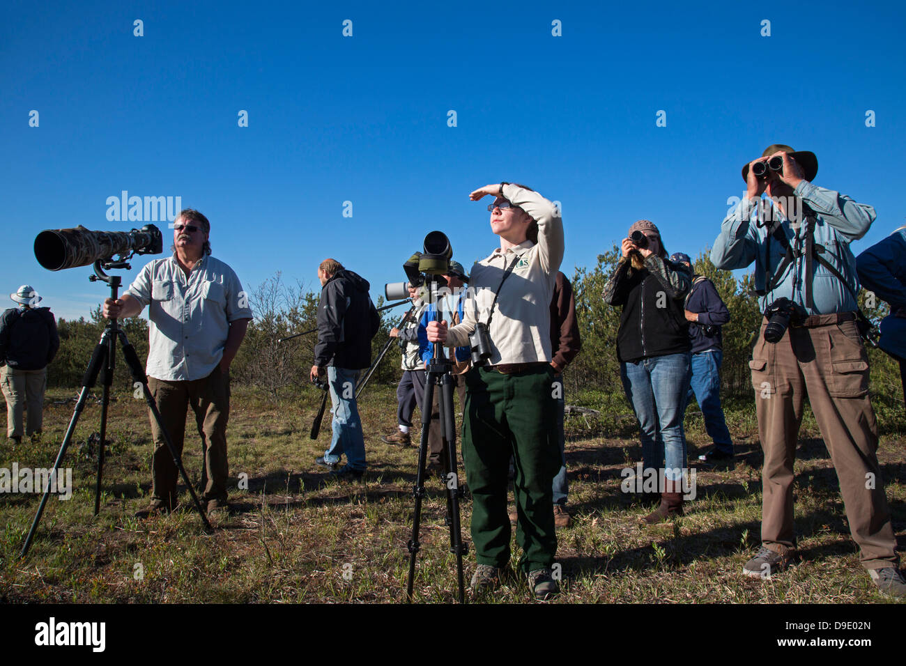 Bird watchers look for the rare Kirtland's warbler in the jack pine forest of northern Michigan. Stock Photo