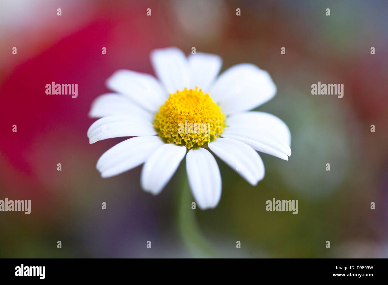 Close up of a daisy in a defocused colorful background Stock Photo
