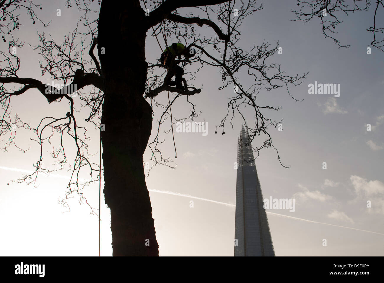 An aboriculturist maintaining a tree silhouetted near the Tower of London with The Shard in the background, London, England. Stock Photo
