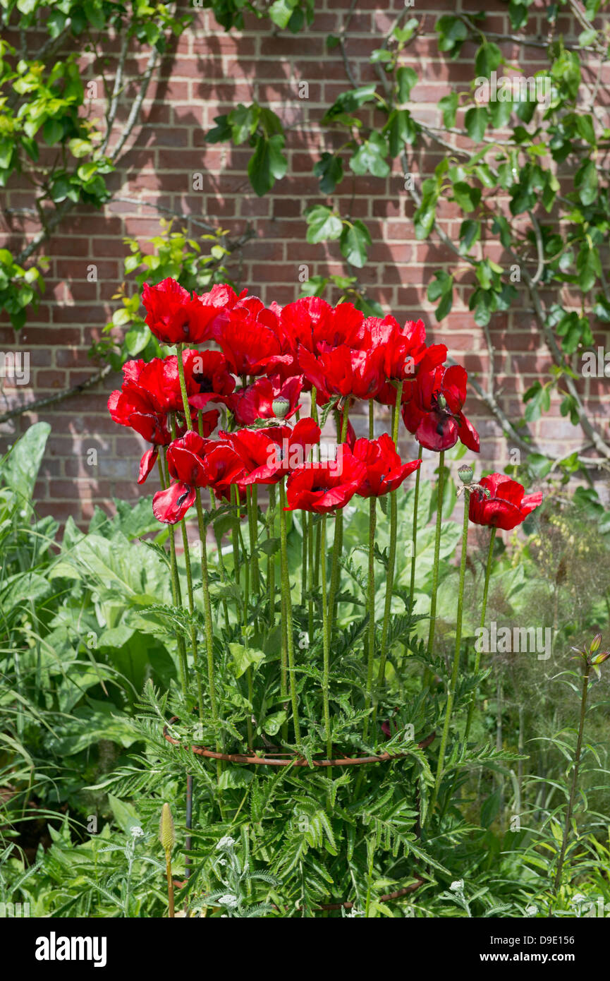 The Oriental Poppy (Papaver orientale) in an English garden UK Stock Photo