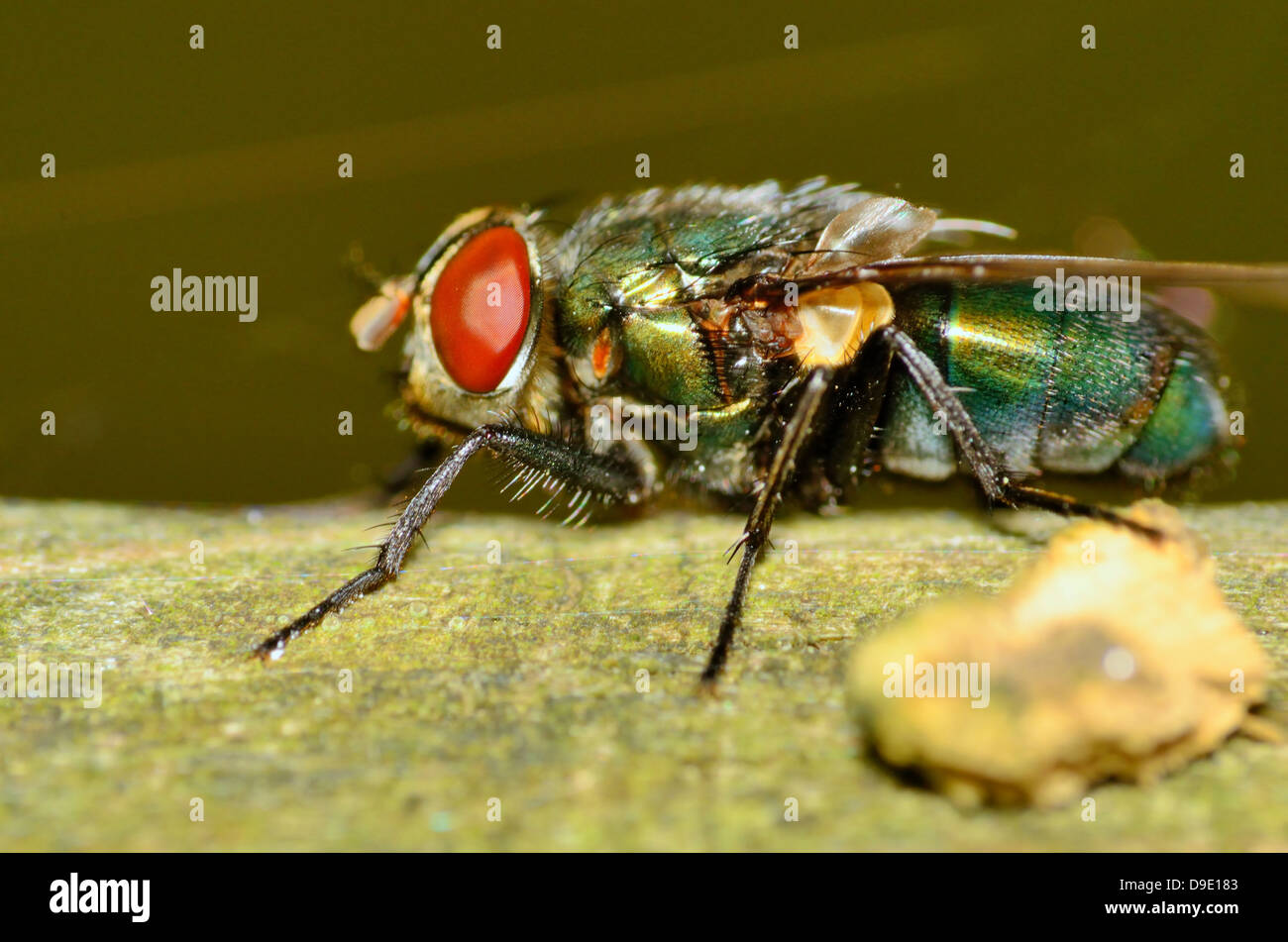 A closeup macro shot of a green bottle fly. Stock Photo